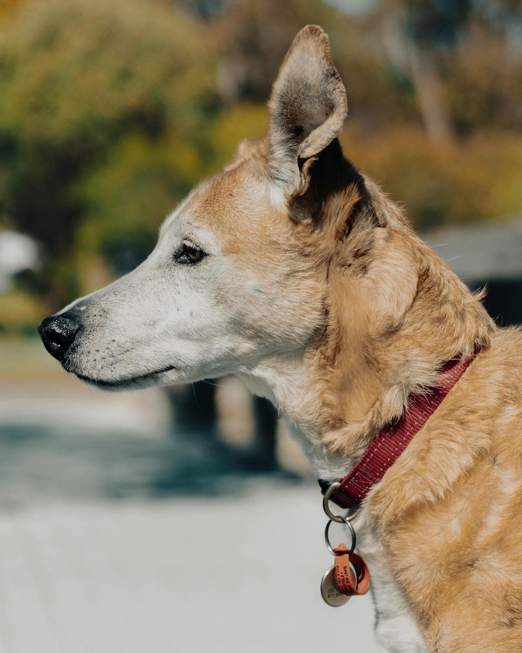 Illustration of Best cPanel Alternatives 2026: Why We Chose a Custom Control Panel Over DirectAdmin & My20i